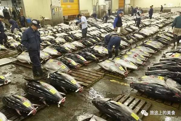 这里每天会拍出上千条的金枪鱼pg电子游戏